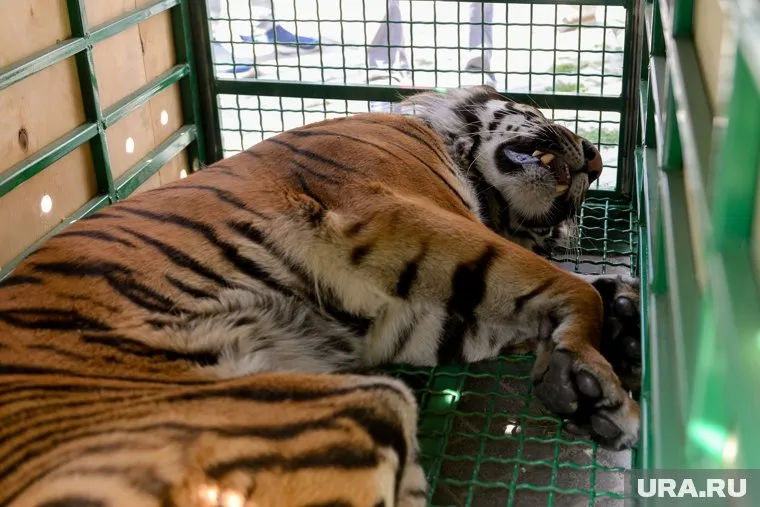 Тигра Гектора не приняли в грузовом терминале из-за обеда