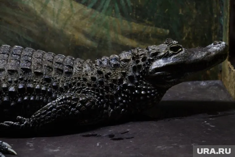 Крокодил откусил фермеру из Малайзии голову, ногу и часть туловища