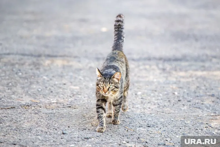 Кот является звездой Tik Tok (архивное фото)