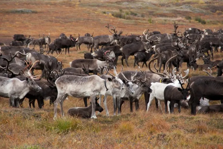 Досрочное голосование оленеводов. ЯНАО. Ямал. Салехард, олени
