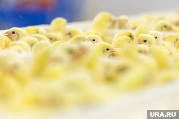 Ученые помогут из таких малышей вырастить гигантов