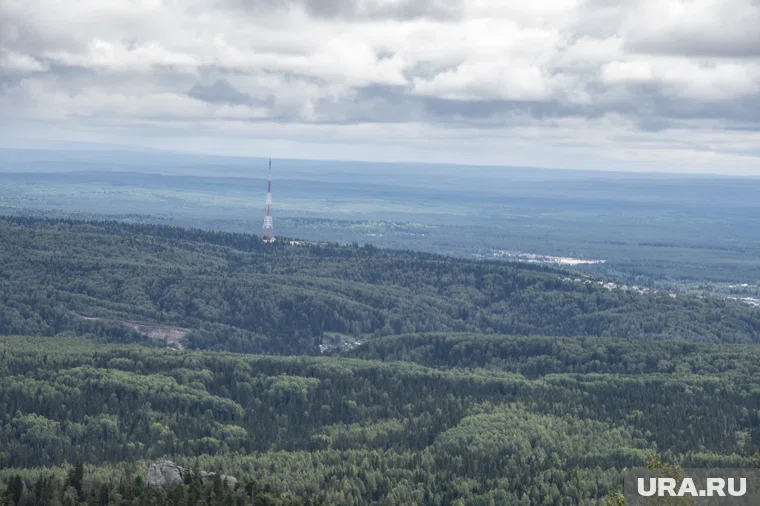 Жук-вредитель продолжает поражать пермские леса