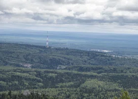 В лесах Пермского края введен карантин из-за опасного вредителя