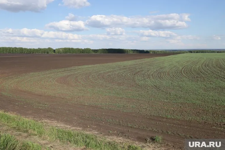 Из-за засухи проблемы с урожаем ожидаются в двух регионах Урала