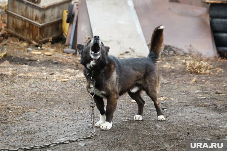 В России произошли десятки случаев нападения собак с начала года