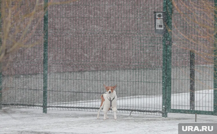 В Курганскую область придут снег и морозы
