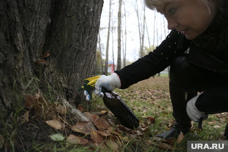 Владельцам зараженных участков предстоит обработать территории от вредителей