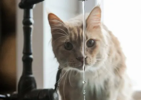 Отключение воды в Кургане