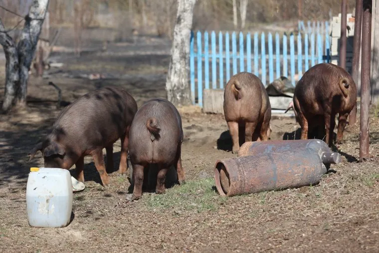 Майские пожары в Курганской области 2023 год: фото, видео