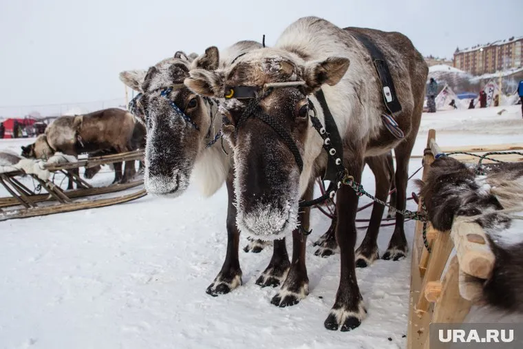 Стоимость одного катания не превысит 500 рублей