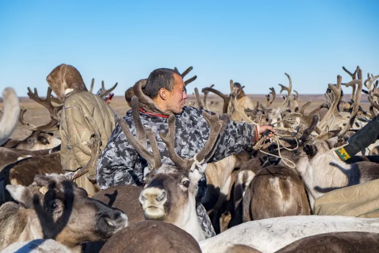 Ямальский район, Яр-Сале, оленеводы, олени, кмнс, абориген, ненцы