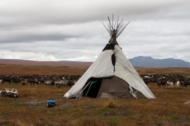 Досрочное голосование оленеводов. ЯНАО. Ямал. Салехард