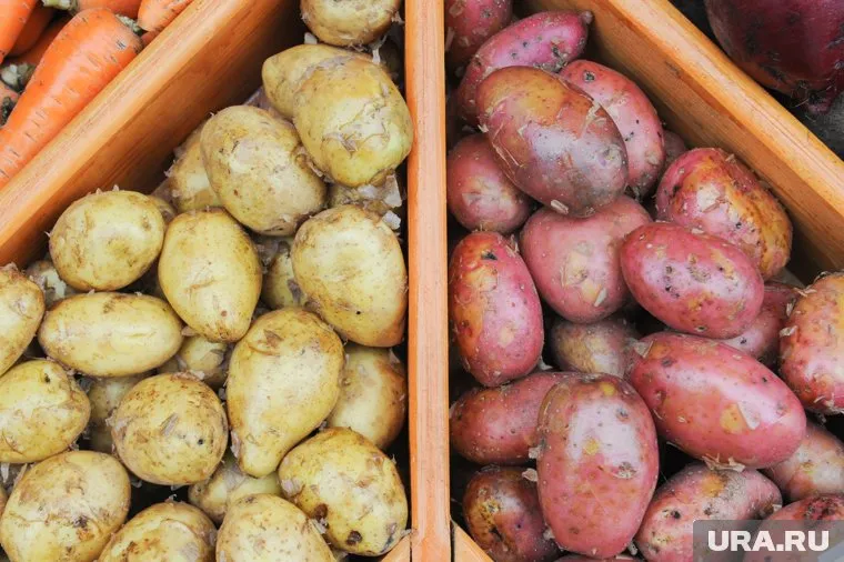 Рост цен на продукты питания вызвал интерес челябинцев к садовым участкам 