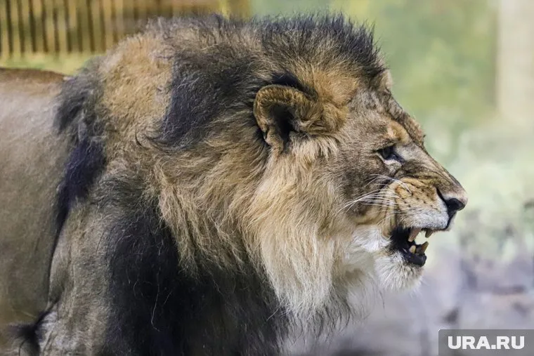 На Зубкова напали львы во время их кормления
