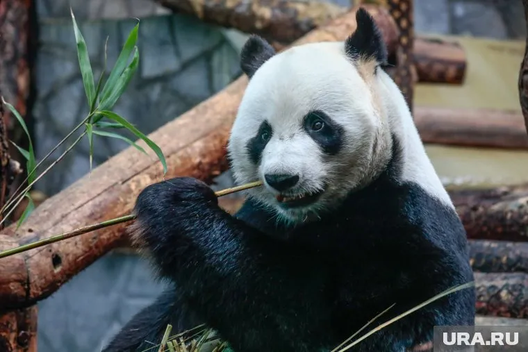 Китай направил США двух панд по кличке Юньчуань и Синьбао