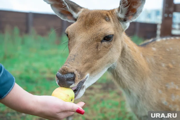 В Кургане создают натур-парк, в котором будут жить олени, лоси и хищные птицы