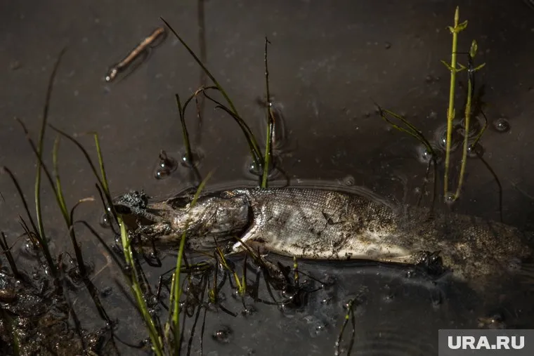 Нефтепродукты попали в две реки