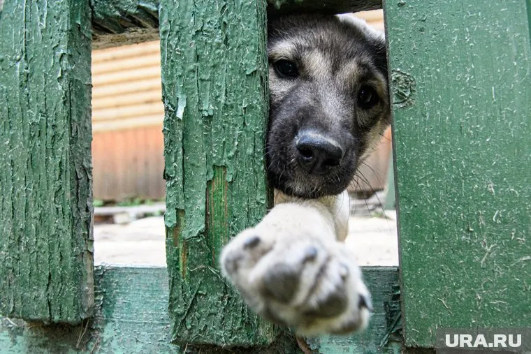 Сотрудники Россельхозанадзора раскрыли массовую гибель собак в пермском муниципальном приюте (архивное фото)