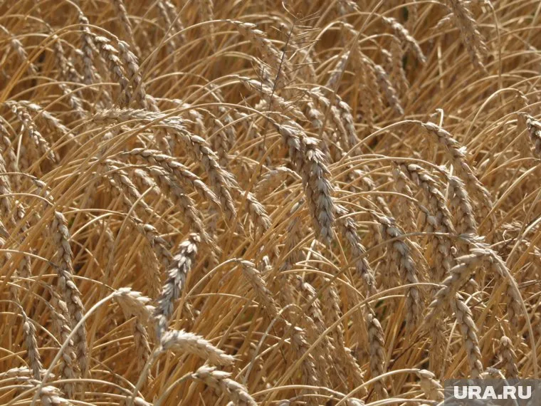 Тюменская область относится к зоне рискованного земледелия