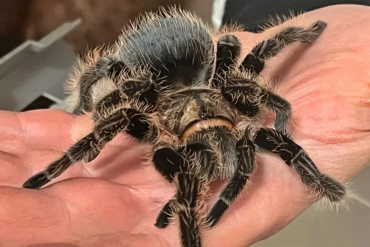 Скорпионы и жуки. Курган