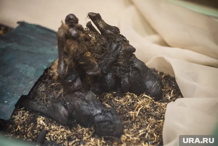 Мумию обнаружили в яме у гаражей по улице Академика Губкина (архивное фото)