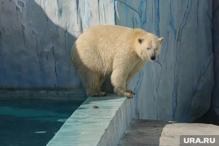 Сургутский музыкально-драматический театр представит новый спектакль в конце сентября.