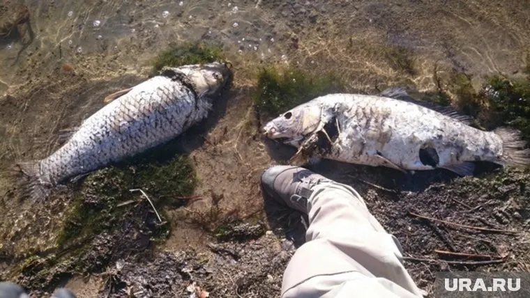 Вымерла крупная рыба