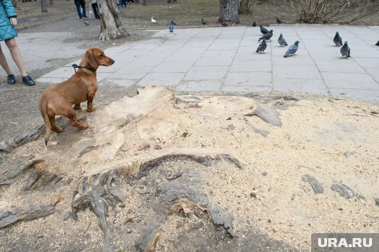 В клинике уверены, что многие люди хотят взять себе Пино, только чтобы стать популярными