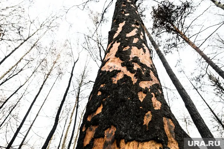 Деревья в лесу гибнут от воздействия человека и раковых грибов