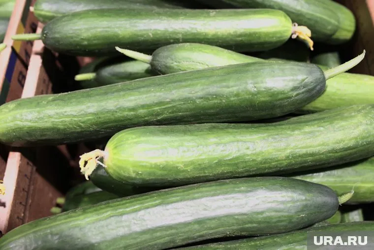 Дачница вырастила огурец весом более 5 килограммов