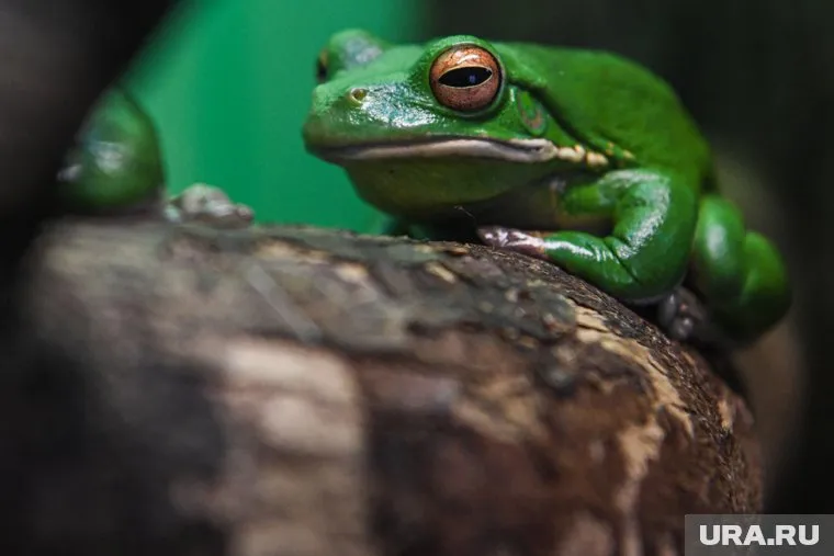 Петрова была задержана за незаконную перевозку эмбрионов лягушки