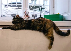 Челябинцы бросились зарабатывать на своих котах оригинальным способом