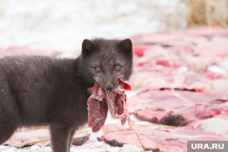 Из-за сильного мороза хищникам дополнительно разогревают еду