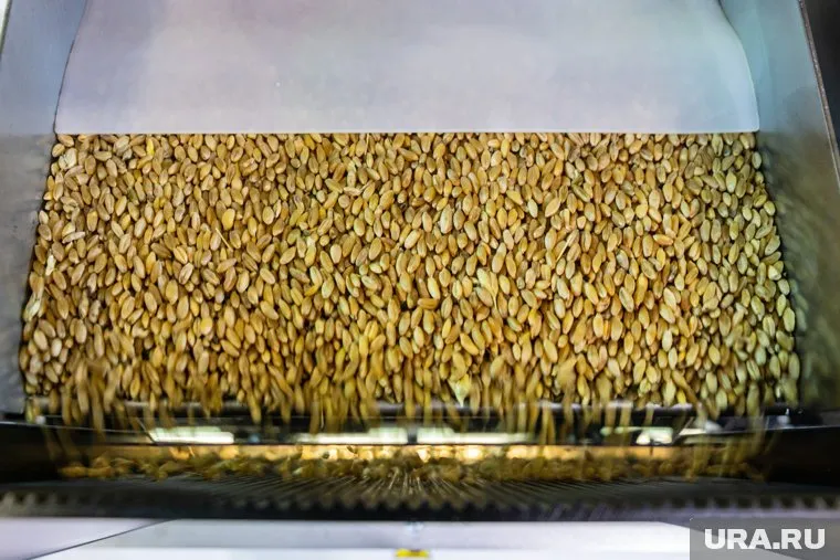 Украинское зерно будут возить по новым пошлинам и квотам