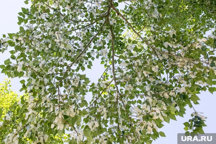 Тополиный пух может доставить массу неудобств