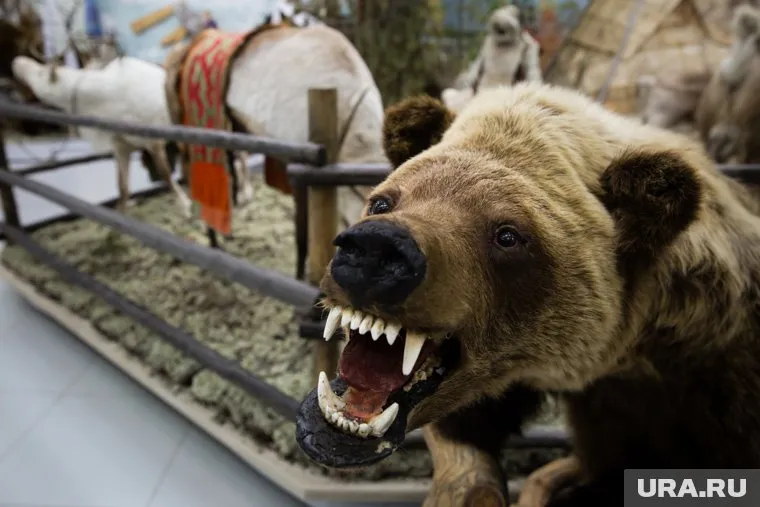 По словам депутата, медведи стали убивать лошадей в несколько раз чаще