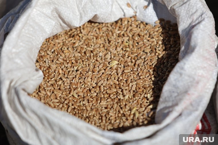 Курганский фермер хотел выпустить на рынок 100 тонн зараженного зерна