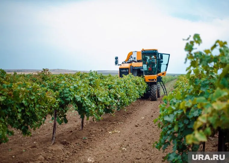 Виноградарство набирает обороты в южных регионах России при поддержке ученых