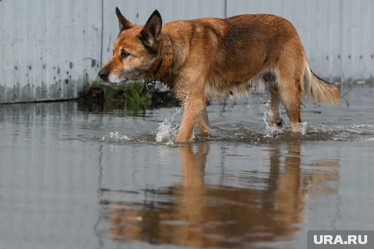 Тюменцы самостоятельно справляются с пришедшей водой