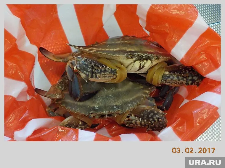 Крабы живыми делтели до Екатеринбурга