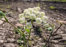 Свердловские депутаты разрешили министру бороться с борщевиком