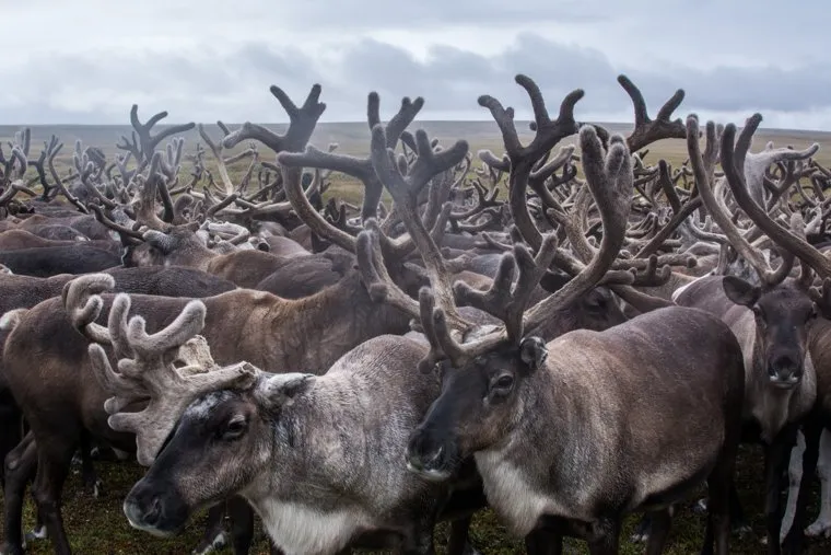 ЯНАО. Тундра + досрочные выборы, олени, стадо