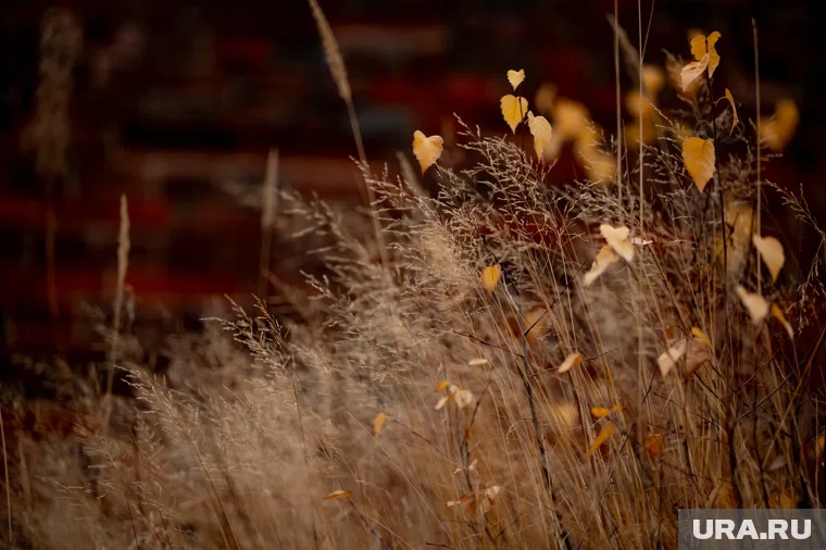 В Кургане обнаружили пустырь, на котором можно построить спортплощадку