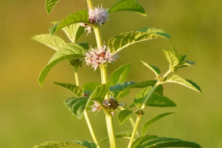 Мята полевая. Stock
