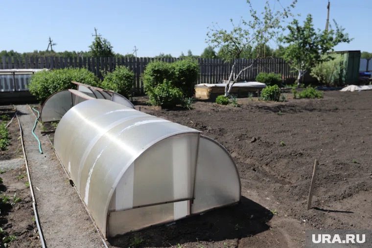 В теплице осенью нужно посадить сидерат