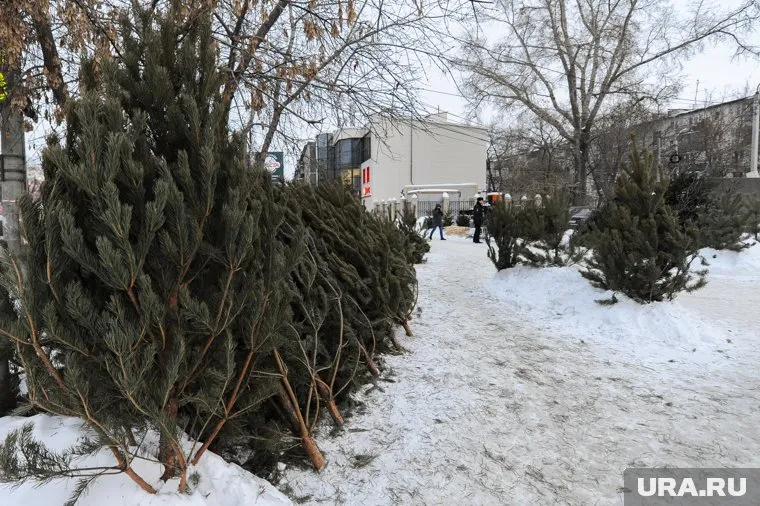 Елочные базары в Челябинске разместят на 100 точках