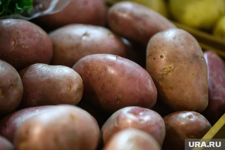 Жители региона стали меньше выращивать картофель