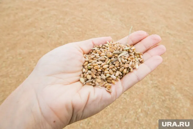 Тюменская компания «Дружба-нива» не проверила урожай 2022 года на остатки пестицидов