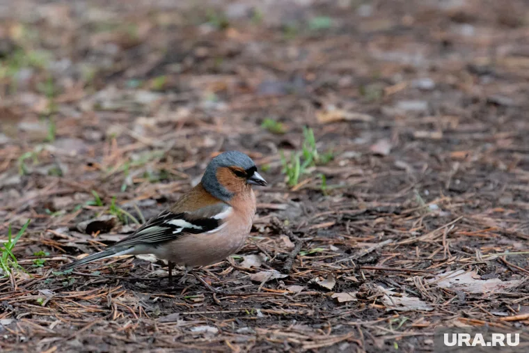 А некоторые прилетают раньше и улетают позже - например, зяблики