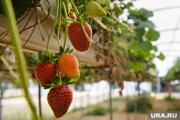 Садоводы отмечают, что за клубникой следить несложно, но ягода требует своевременного ухода